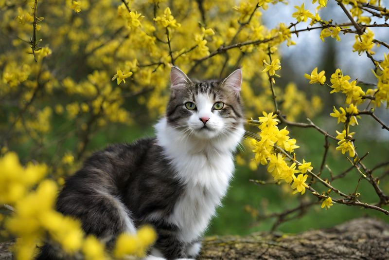 Cat playing on Is Forsythia Garden