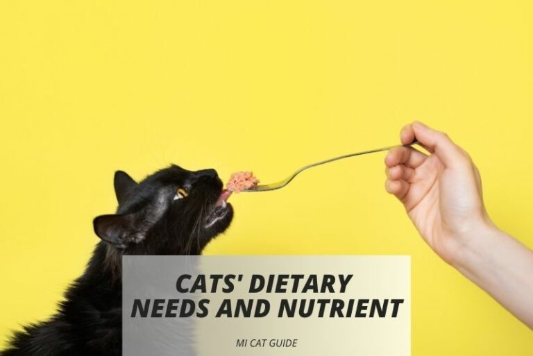 Understanding Cats’ Dietary Needs and Nutrient Absorption