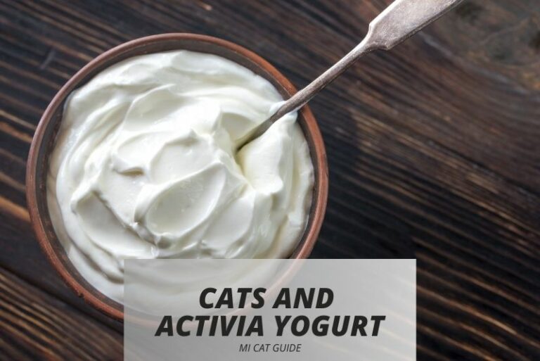 Cats and Activia Yogurt: A Feline Nutrition Exploration