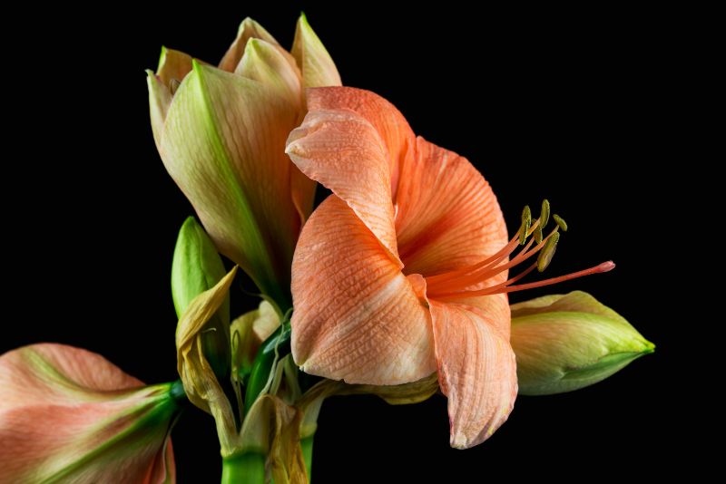 Close-up of green-apricot amaryllis flower