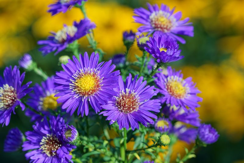 Different Studies on Asters Not Posing a Poisonous Risk to Cats