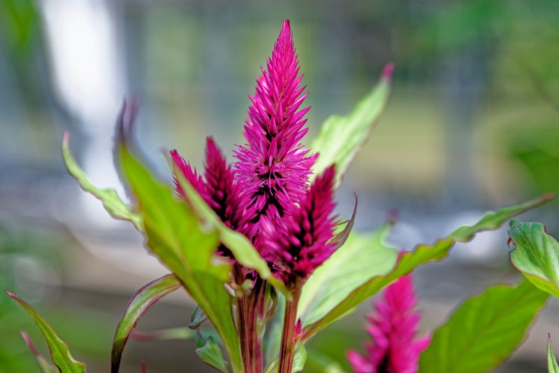 Different Studies on Celosia Not Poisonous to Cats