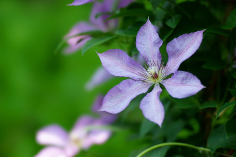 Different Studies on Clematis Poisoning to Cats 