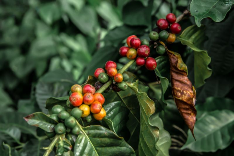 Different Studies on Coffee Plants Toxicity on Cats