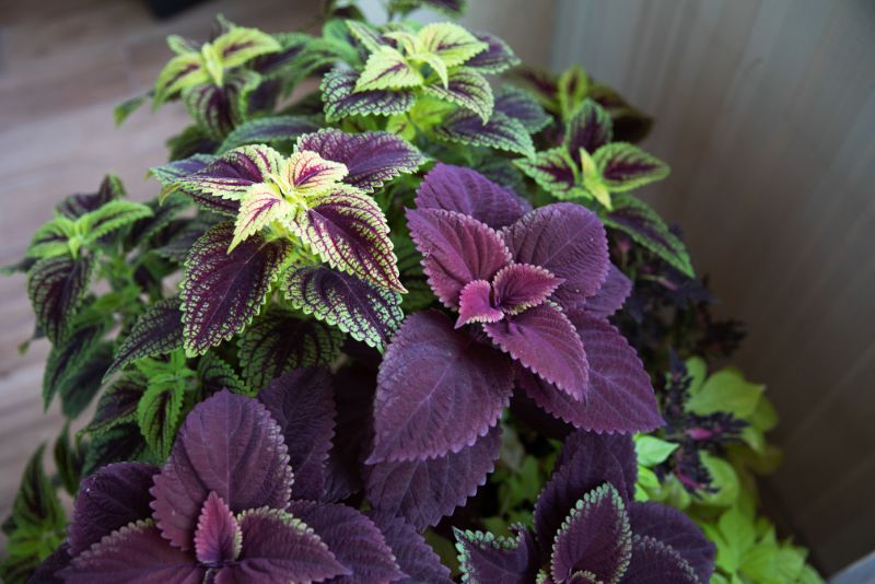 Colorful coleus plant, with purple and green leaves -  close up