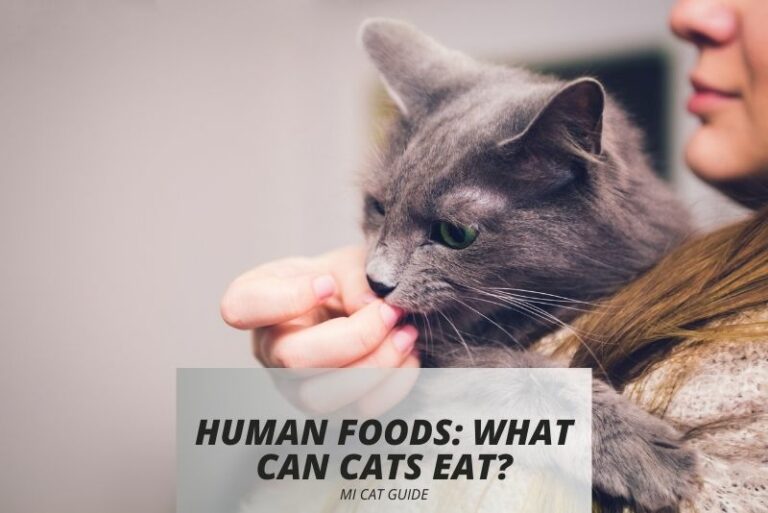 Human Foods: What Can Cats Eat?