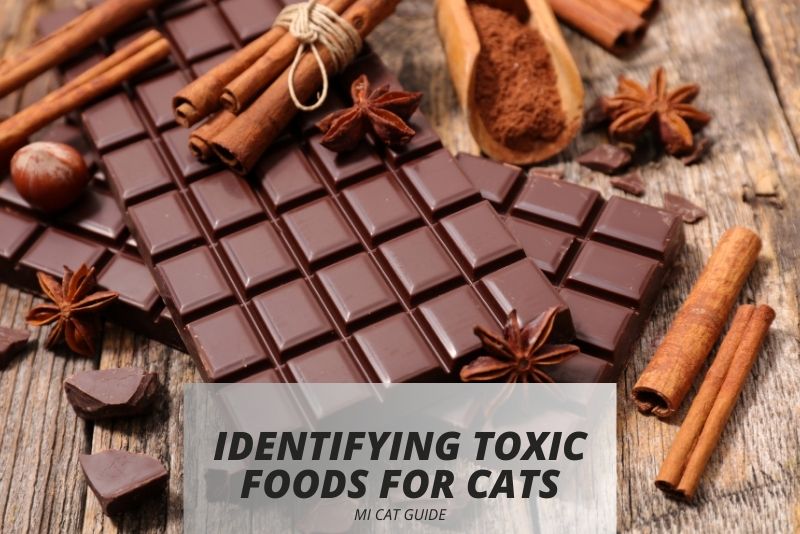 Identifying Toxic Foods for Cats: A Guide for Pet Owners - Mi Cat Guide