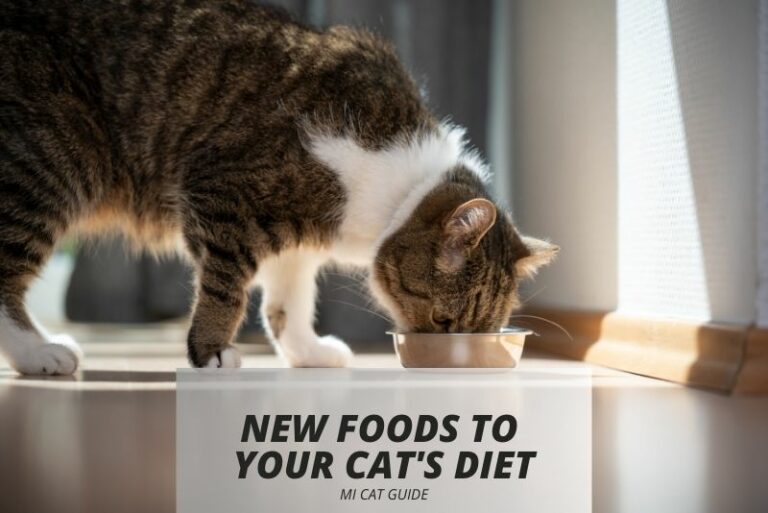 Introducing New Foods to Your Cat’s Diet: A Guide for Cat Owners
