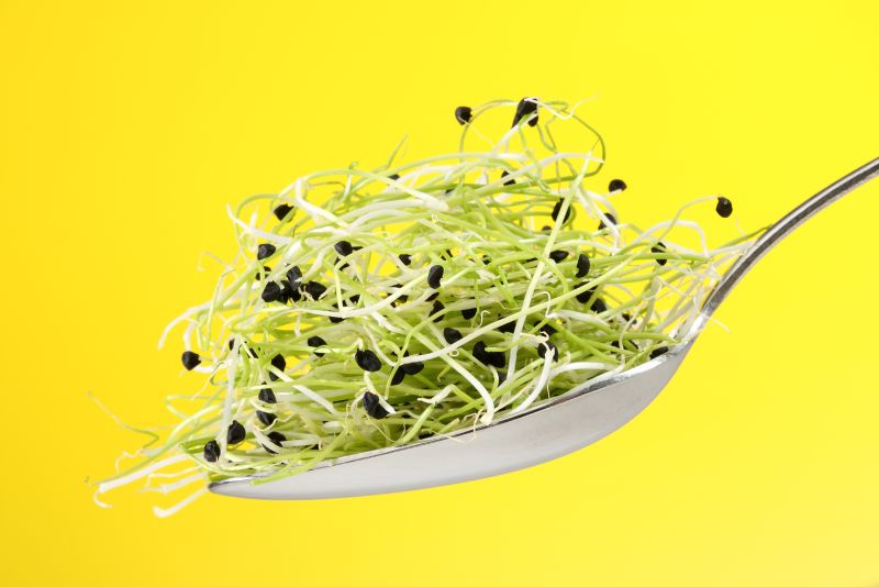 Introduction to Alfalfa Sprouts