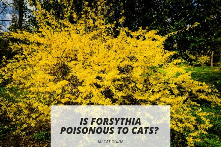 Is Forsythia Poisonous to Cats? (My Experience)