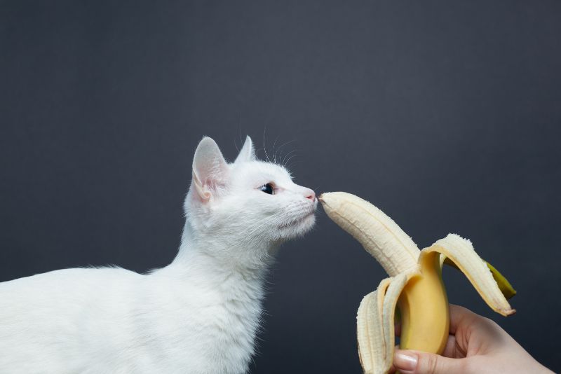 Cats Eating Bananas
