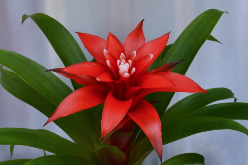 Floral portrait of a Red Bromeliad flower
