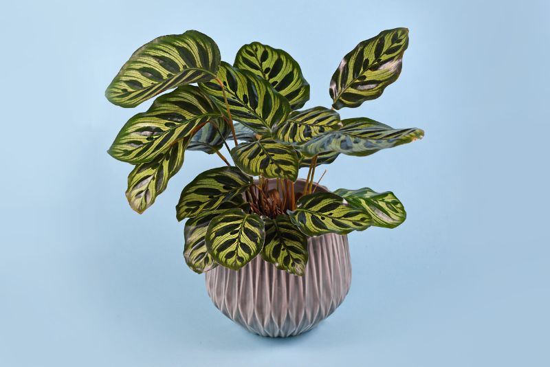 Tropical 'Calathea Makoyana' Prayer Plant houseplant with beautiful exotic pattern in gray flower pot on blue background