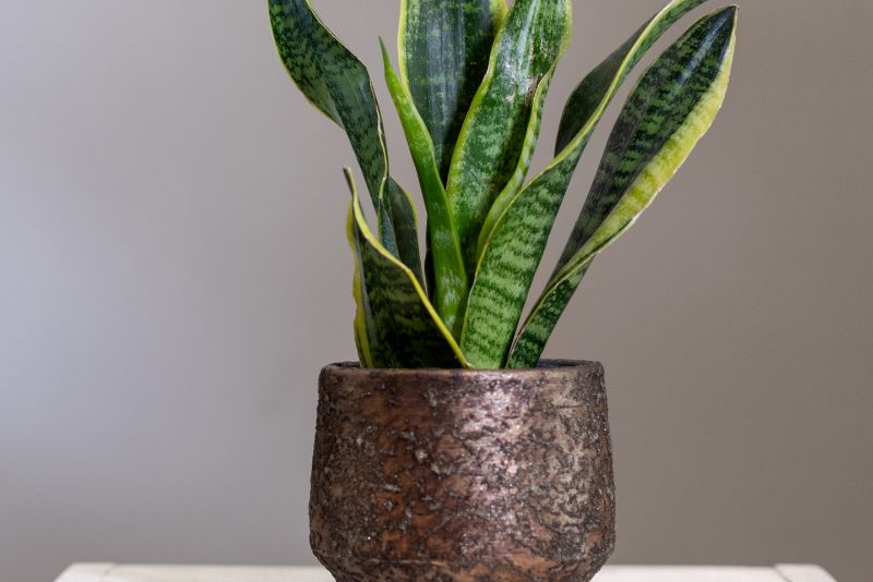 Dracaena trifasciata, snake plant in old metallic pot