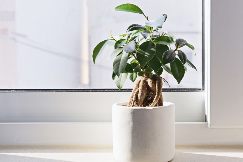 Potted Ficus Bonsai on light windowsill