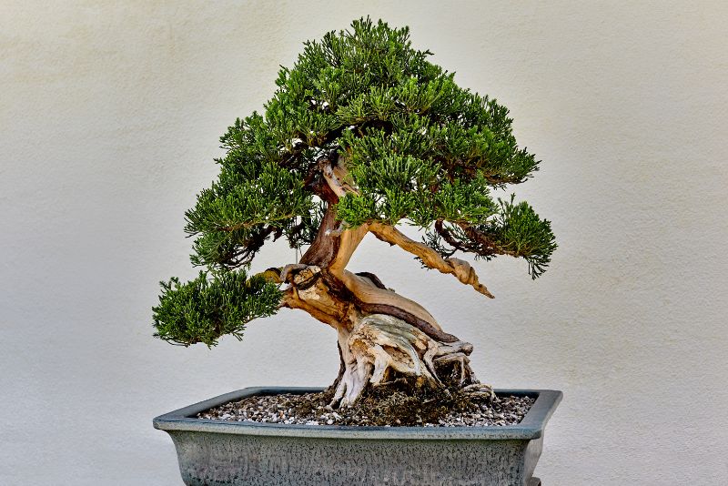 Creeping Juniper Tree bonsai plant in pot