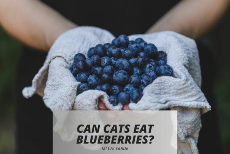 Can Cats Eat Blueberries? A Comprehensive Guide